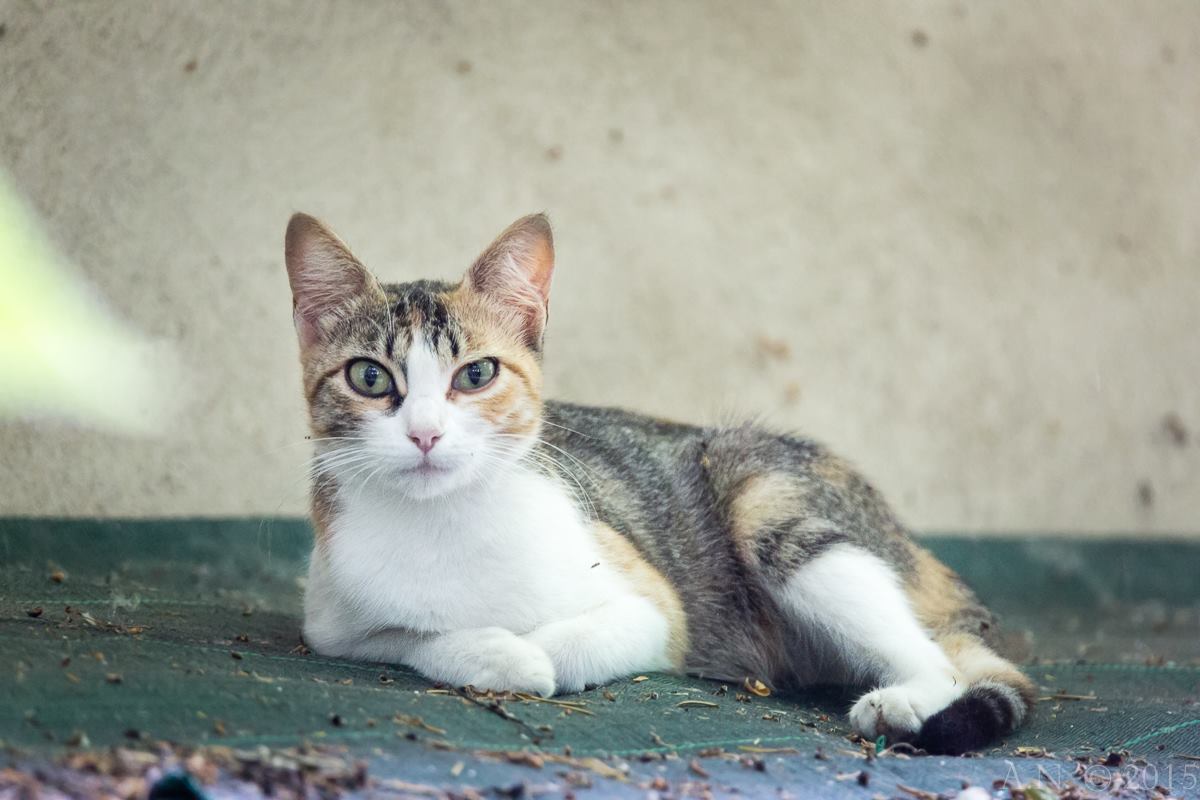 Fauna-gatto