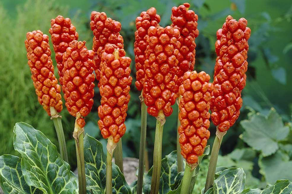 Arum-Italicum