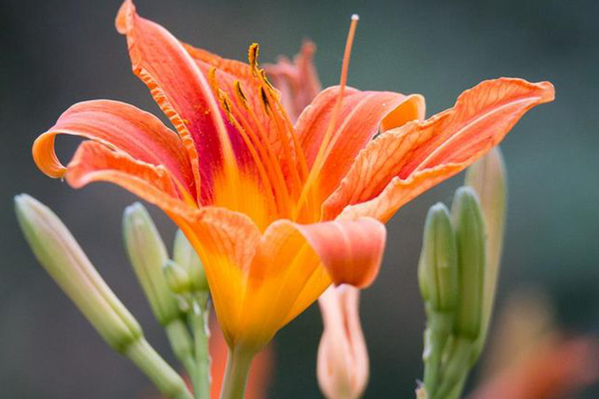 Flora-Giglio-di-San-giovanni-cut