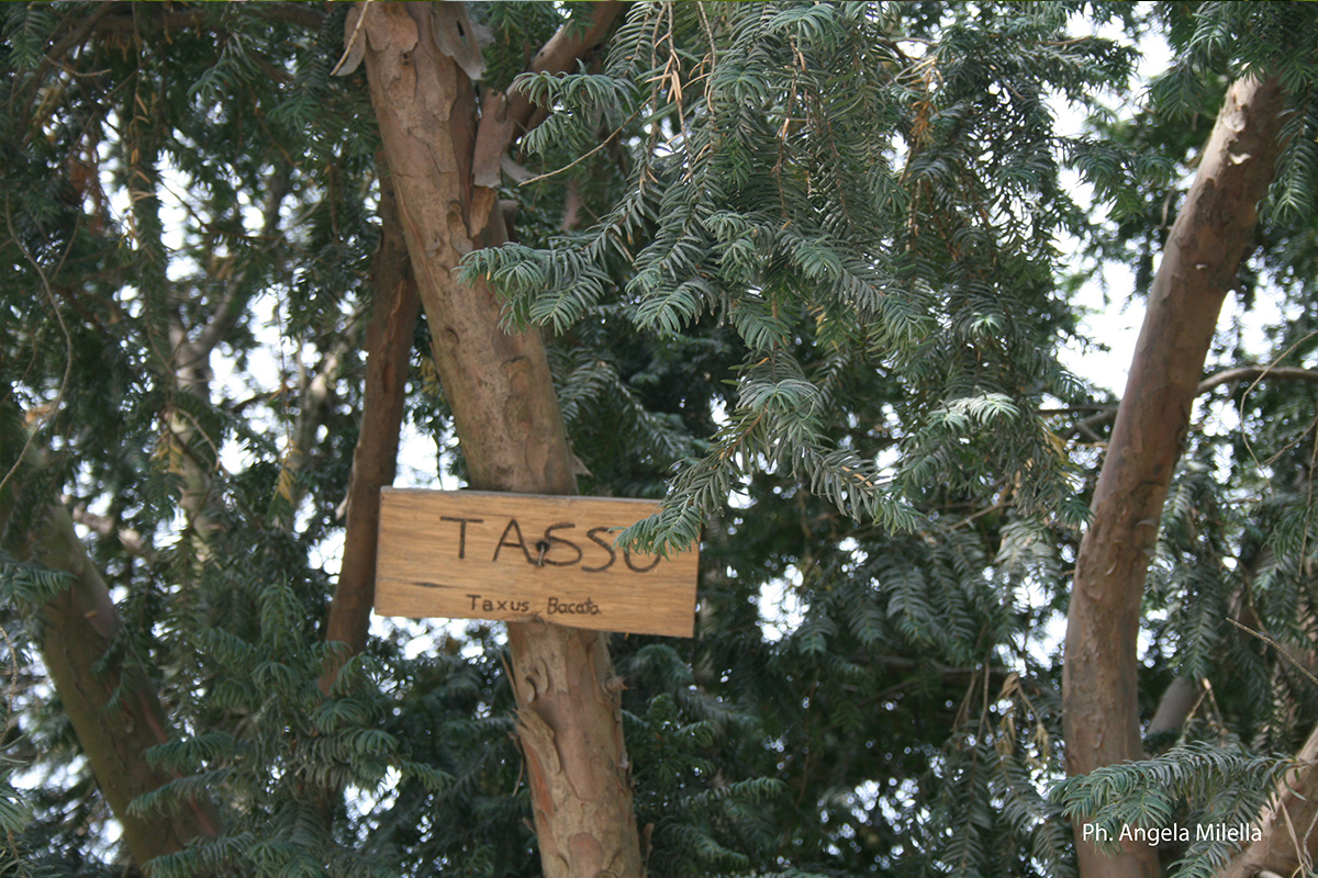 Flora-Tasso