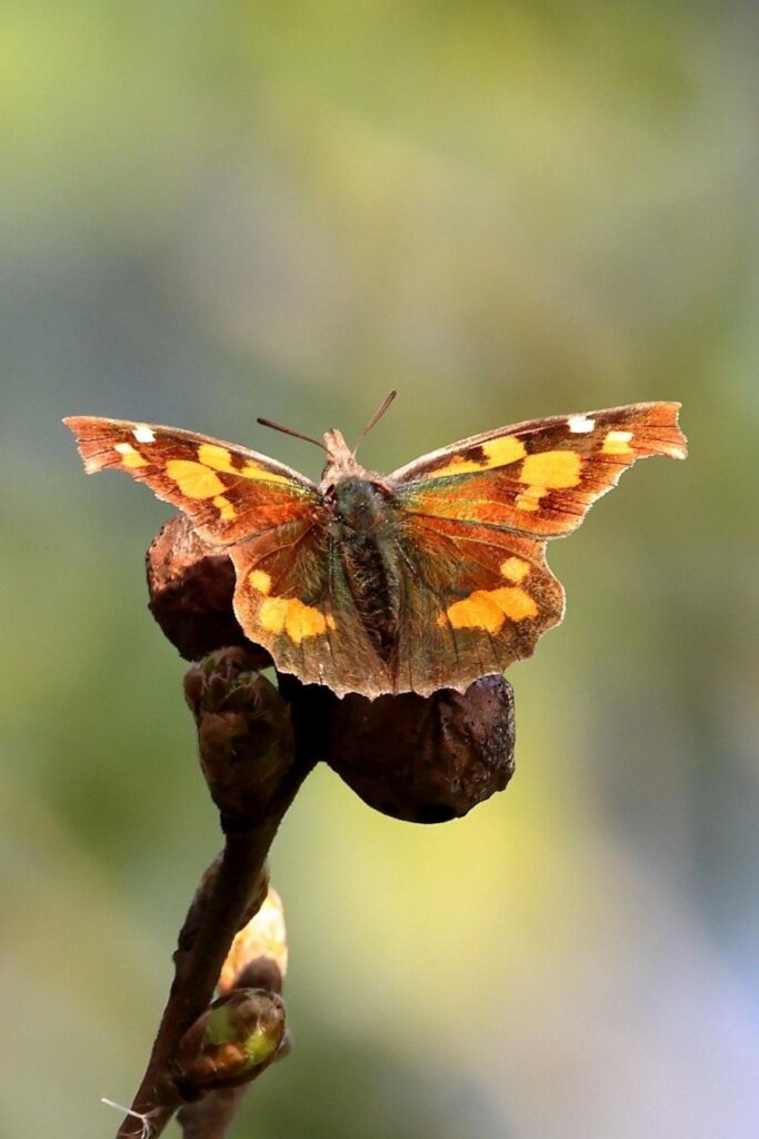 Farfalla del Bagolaro