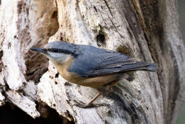 Picchio muratore, Sitta europaea